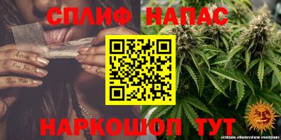 гидра Ставрополь